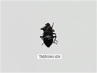 藏品(菲律賓產昆蟲)的圖片